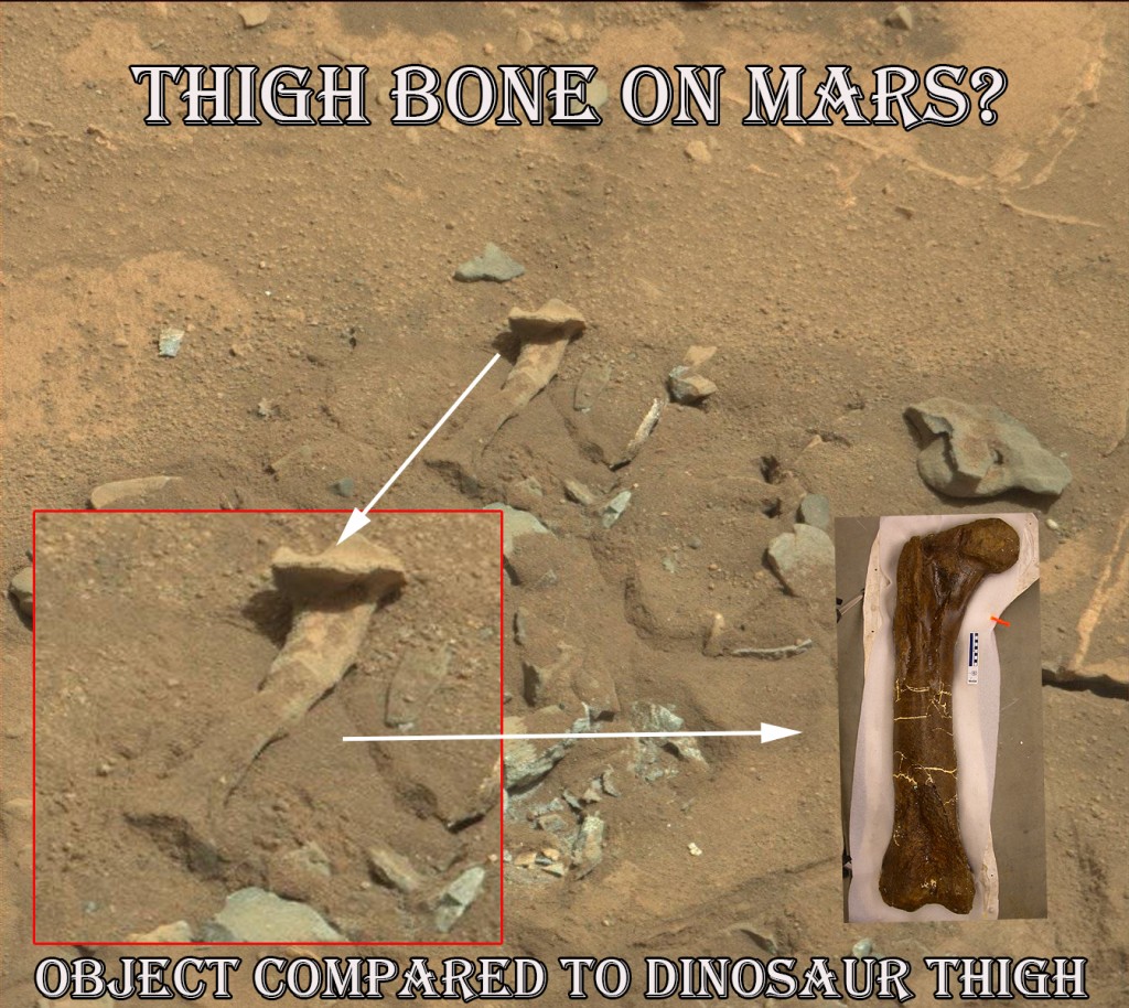 NASA Source Image of thigh bone